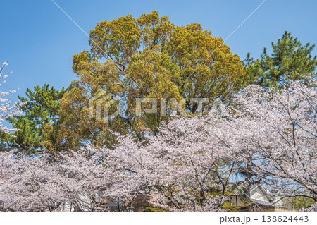 春の濠川 川沿いに咲く桜 京都市伏見区 春の濠川 川沿いに咲く桜 京都市伏見区 138624443