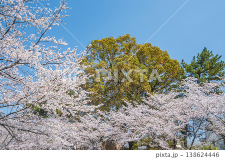 春の濠川 川沿いに咲く桜 京都市伏見区 春の濠川 川沿いに咲く桜 京都市伏見区 138624446