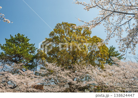 春の濠川　川沿いに咲く桜　京都市伏見区 138624447