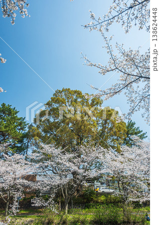 春の濠川　川沿いに咲く桜　京都市伏見区 138624448