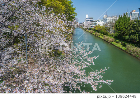 春の濠川　川沿いに咲く桜　京都市伏見区 138624449