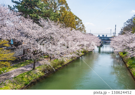 春の濠川 川沿いの桜並木 京都市伏見区 春の濠川 川沿いの桜並木 京都市伏見区 138624452