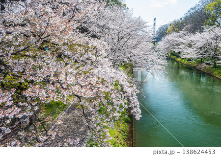 春の濠川　川沿いの桜並木　京都市伏見区 138624453