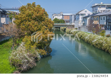 春の濠川 京都市伏見区 春の濠川 京都市伏見区 138624454
