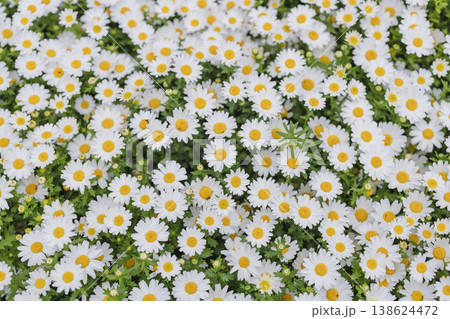 白いデイジーの花畑 全面に広がる花の背景 138624472