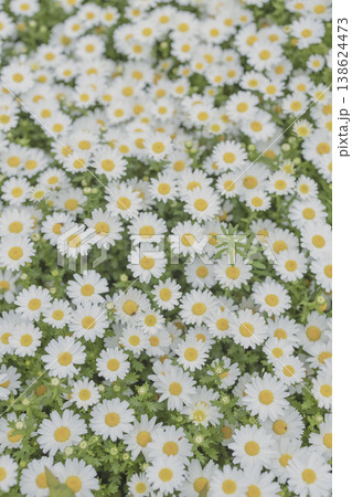 白いデイジーの花畑 全面に広がる花の背景 白いデイジーの花畑 全面に広がる花の背景 138624473