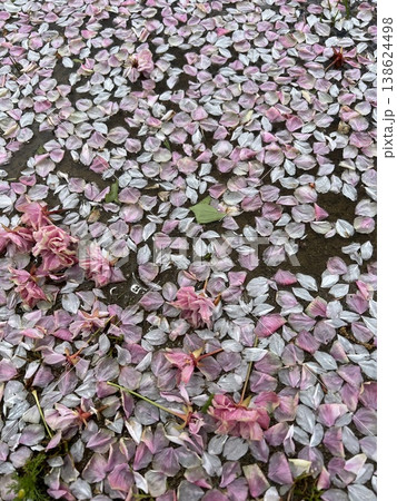 水たまりに落ちた桜の花びら 138624498