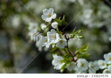 桜 山桜(やまざくら) 138624576
