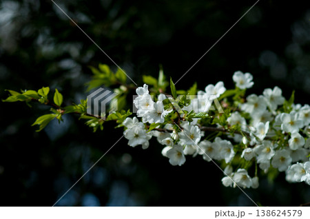 桜 山桜(やまざくら) 138624579