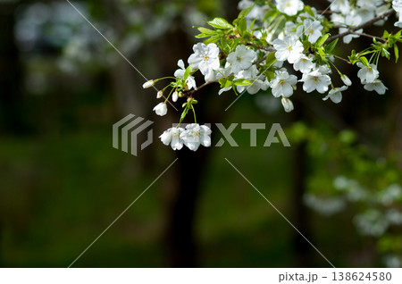 桜 山桜(やまざくら) 138624580