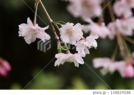 枝垂れ八重桜 138624586