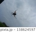 飛び立つカナブン 138624597