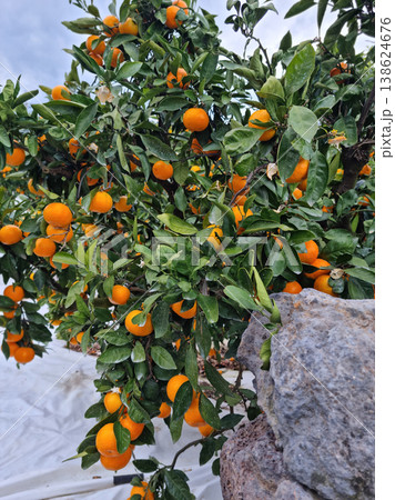 Basalt wall and tangerine trees in Jeju Island. Basalt wall and tangerine trees in Jeju Island. 138624676