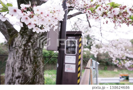 公園の桜と制御盤 公園の桜と制御盤 138624686