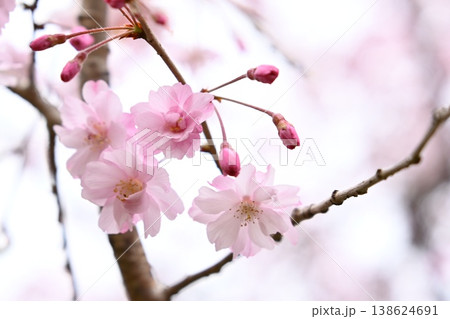春の公園に咲いた八重桜 138624691