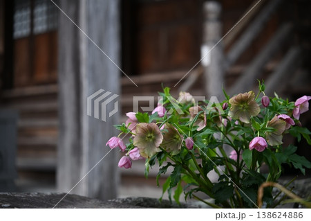 お寺に咲くピンクの花 138624886