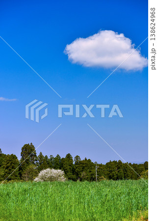 麦畑と青空に雲 138624968