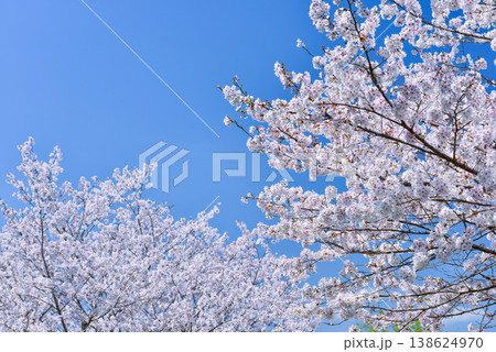 桜 桜 138624970