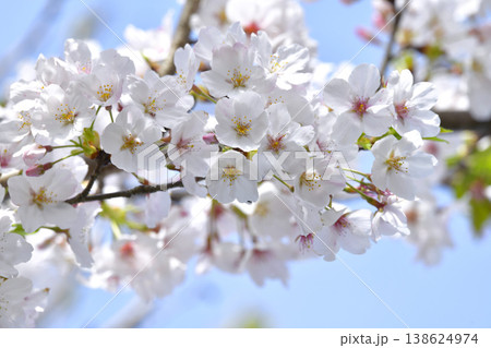 桜 桜 138624974