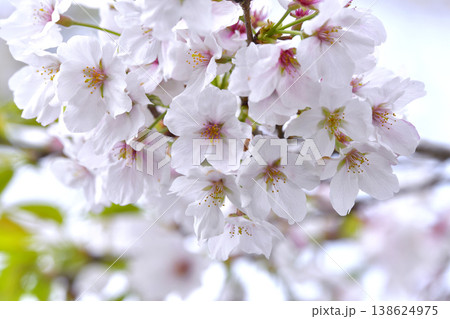 桜 桜 138624975