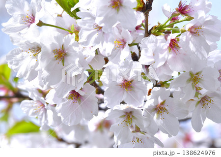 桜 桜 138624976