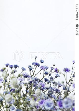 White background and purple gypsum flower White background and purple gypsum flower 138625144