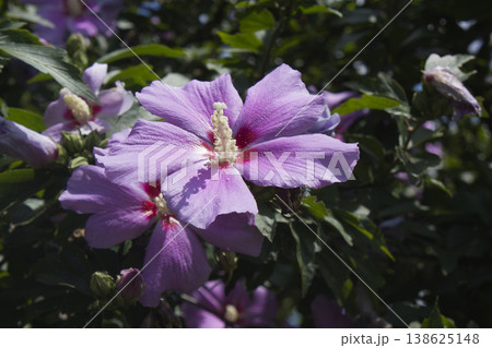 Common Hibiscus 138625148