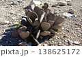 砂漠に自生しているサボテン 138625172
