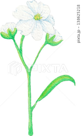 gypsophila watercolor flower clipart airy delicate floral design 138625218