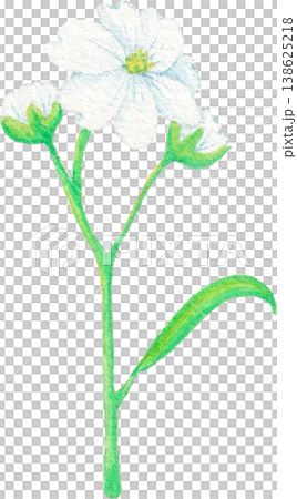 gypsophila watercolor flower clipart airy delicate floral design 138625218