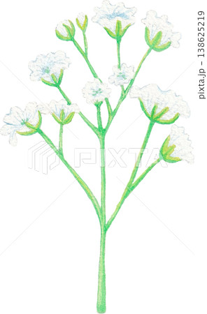 gypsophila baby breath watercolor floral element for wedding design 138625219