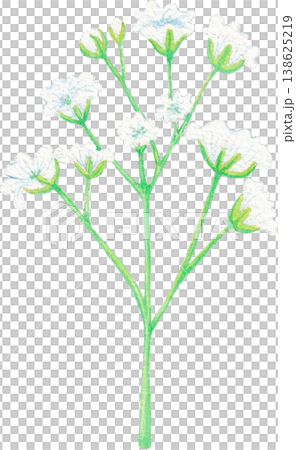 gypsophila baby breath watercolor floral element for wedding design 138625219