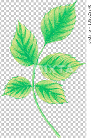 rose leaf watercolor eucalyptus foliage clipart botanical design rose leaf watercolor eucalyptus foliage clipart botanical design 138625240