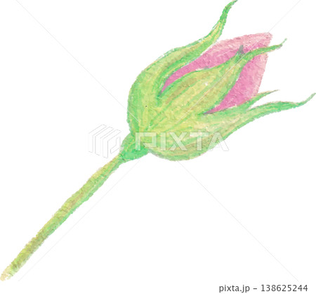 Rose watercolor floral clipart delicate botanical flower 138625244