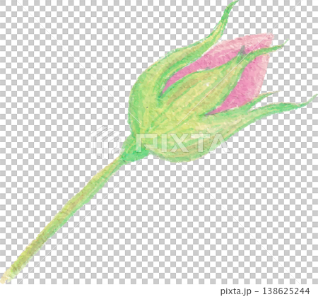 Rose watercolor floral clipart delicate botanical flower 138625244