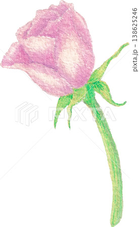 Rose watercolor bloom floral element hand painted flower 138625246