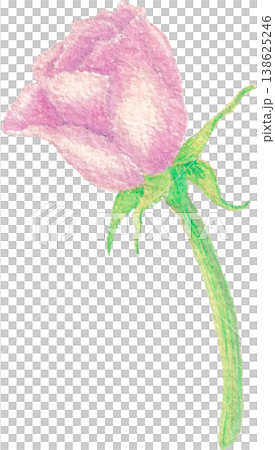 Rose watercolor bloom floral element hand painted flower 138625246