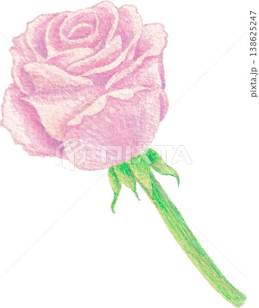Rose watercolor floral design botanical illustration element 138625247