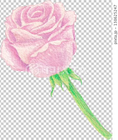 Rose watercolor floral design botanical illustration element 138625247