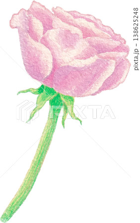 Rose flower watercolor clipart elegant floral decoration 138625248