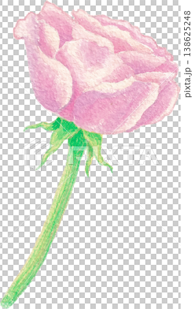 Rose flower watercolor clipart elegant floral decoration 138625248