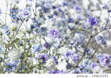 White background and purple gypsum flower White background and purple gypsum flower 138625291