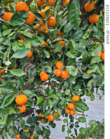 These are ripe Jeju Island tangerines. 138625319