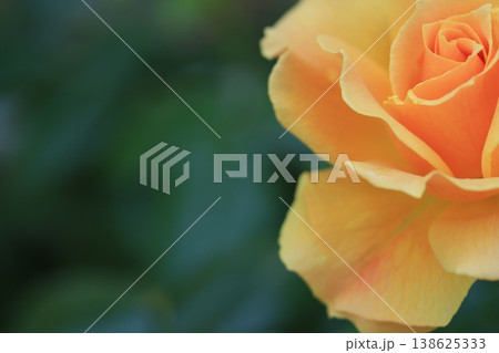黄色の美しいバラの花 黄色の美しいバラの花 138625333
