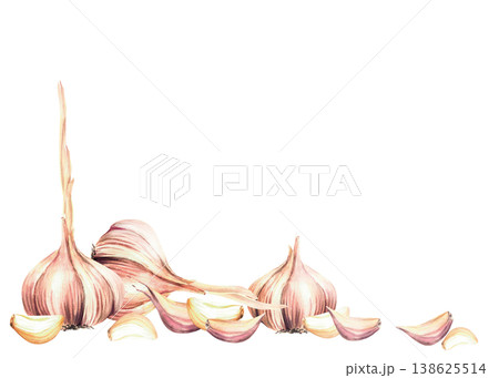 Watercolor Garlic. Plant's with stem, whole bulbs and cloves. Realistic dried vegetables frame. Hand drawn illustration isolated on white background for culinary herb, seasoning for food label, print Watercolor Garlic. Plant's with stem, whole bulbs and cloves. Realistic dried vegetables frame. Hand drawn illustration isolated on white background for culinary herb, seasoning for food label, print 138625514