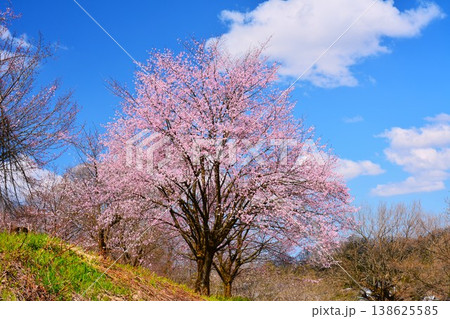 早春青空に映える新潟県見附市市民の森の桜 138625585