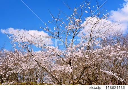 早春青空に映える新潟県見附市市民の森の桜 138625586