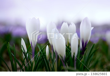 White Crocus Close-Up in Morning Glow White Crocus Close-Up in Morning Glow 138625601