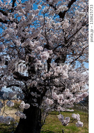 桜 染井吉野(そめいよしの) ~ 古樹に咲く ~ 桜 染井吉野(そめいよしの) ~ 古樹に咲く ~ 138625733