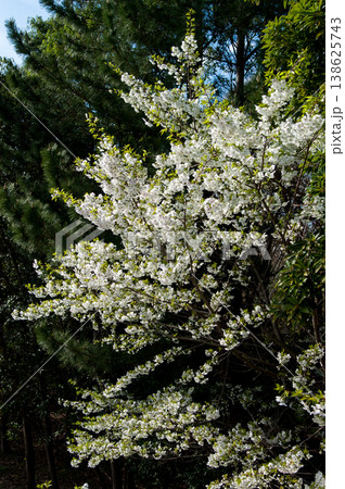 桜 山桜(やまざくら) 138625743